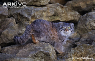 Illustration for article titled Caturday - Octolobus manul Edition